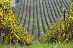 Vineyards in Autumn